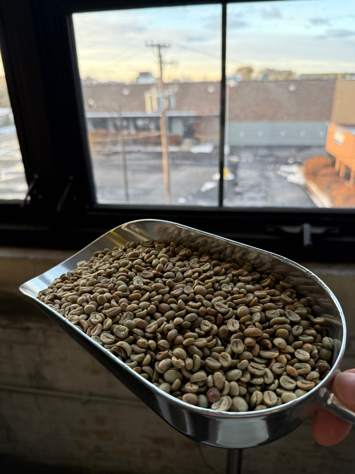 Metal scoop filled with green coffee beans in front of a window with a view of buildings.