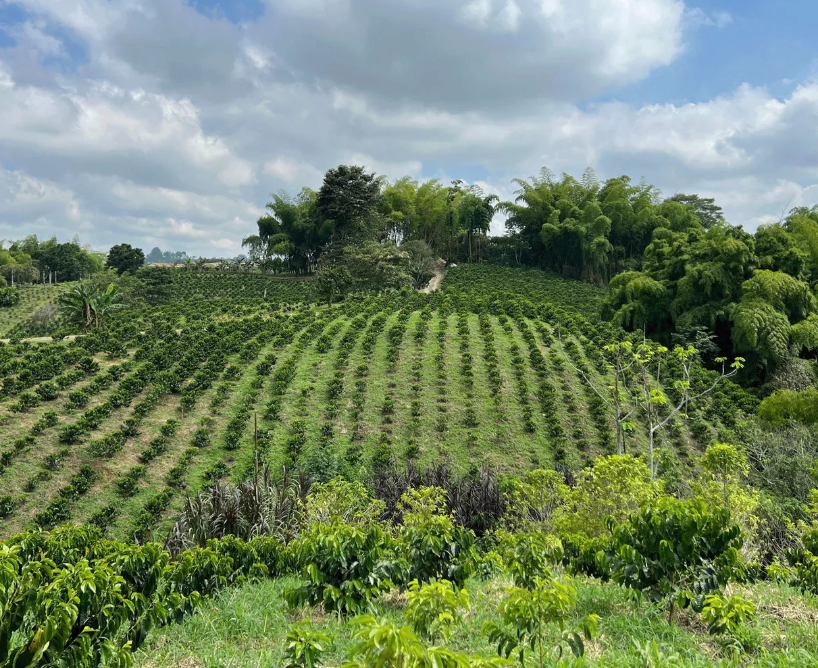 Coffee plantation with rows of coffee trees under a partly cloudy sky.
