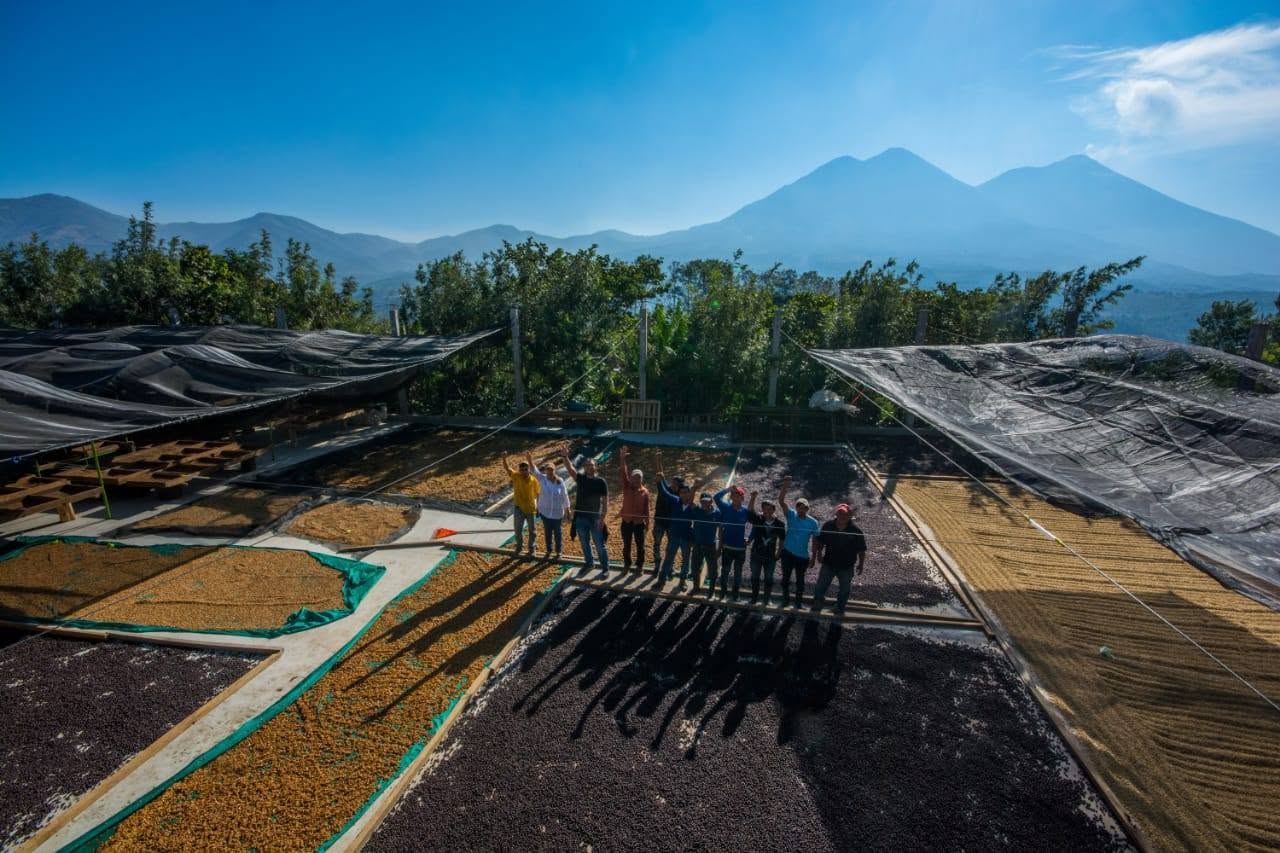 EXP032: HONEY TEA farm photo 1