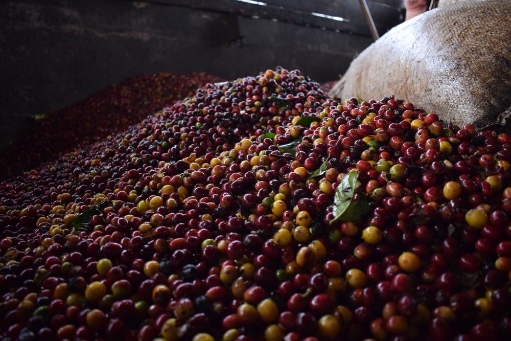 EXP009: PASSIONFRUIT