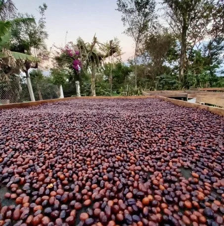 EXP032: HONEY TEA farm photo 4