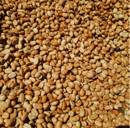 Close-up of roasted coffee beans with a brown and beige color.