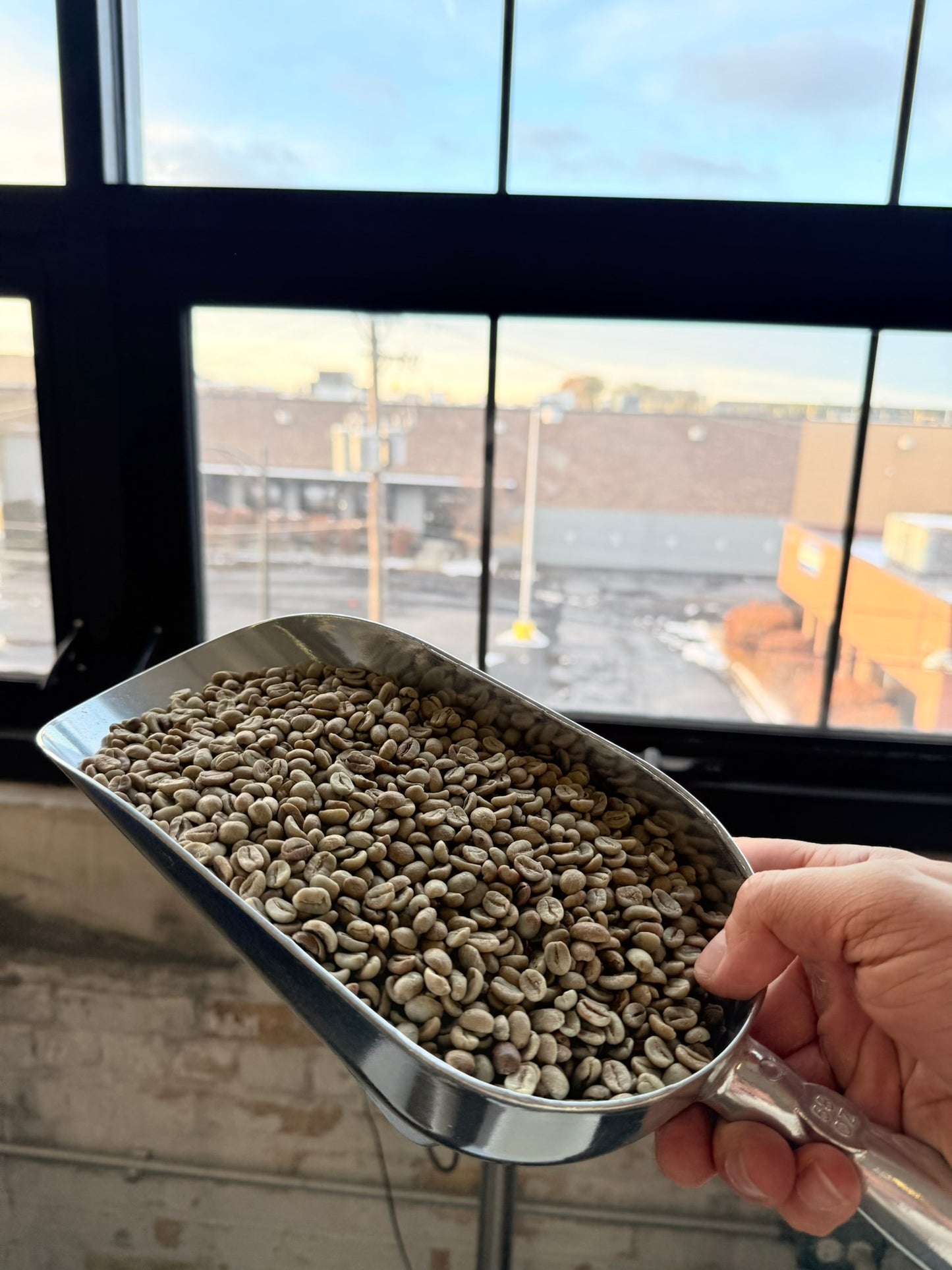 Metal scoop filled with coffee beans held in front of a window