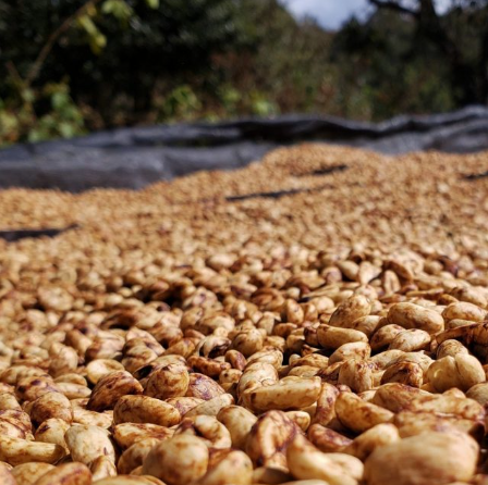 Dried coffee  spread out on a surface with a natural background