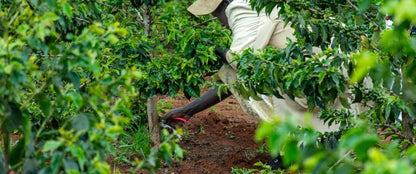 EXP014: LYCHEE / PAPAYA