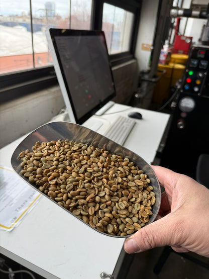 EXP018: PINK LEMONADE