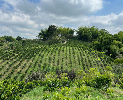 Coffee plantation with rows of coffee trees under a partly cloudy sky.