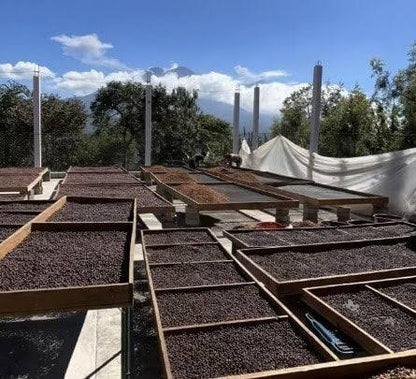 EXP032: HONEY TEA farm photo 2