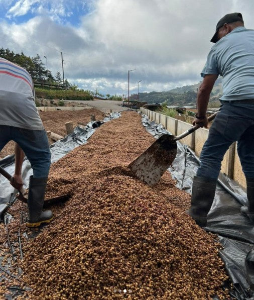 Two workers spreading coffee with a scenic background.