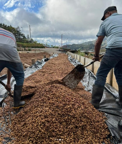 Two workers spreading coffee with a scenic background.