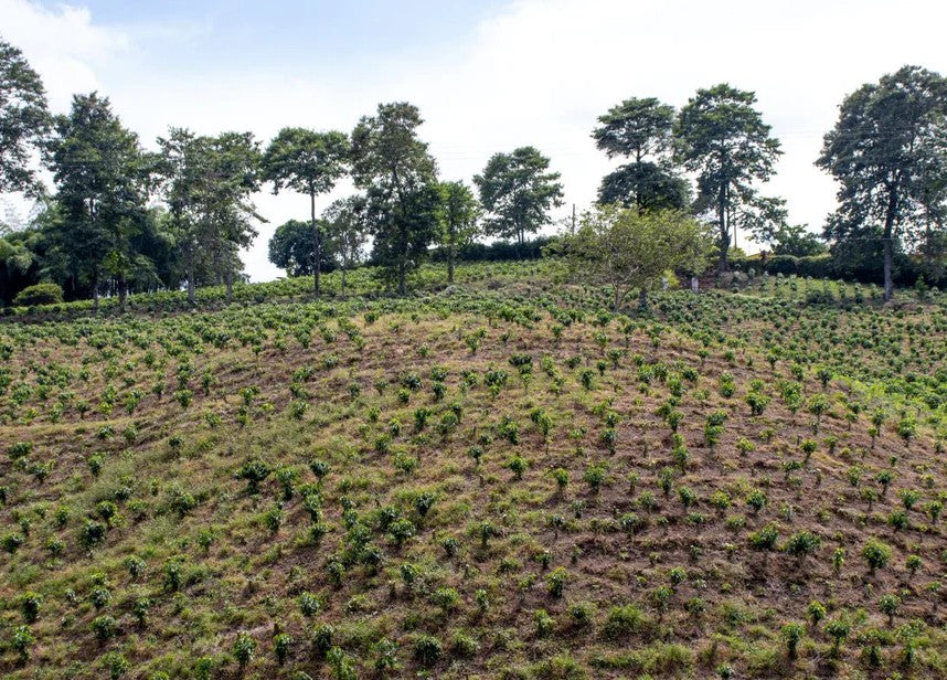 EXP009: PASSIONFRUIT