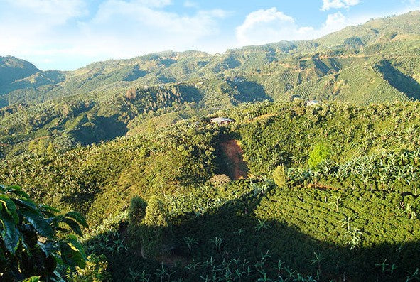 Hilly landscape with greenery and a clear sky of Tarrazu Costa Rica